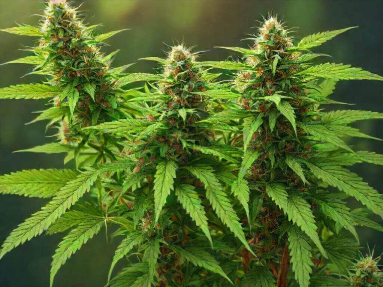 How to Start Marijuana Seeds: A Step-by-Step Guide | Marijuana Seeds
